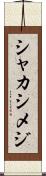 シャカシメジ Scroll