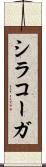 シラコーガ Scroll