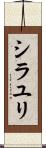 シラユリ Scroll