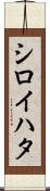 シロイハタ Scroll