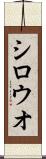 シロウオ Scroll