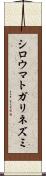 シロウマトガリネズミ Scroll