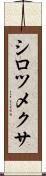 シロツメクサ Scroll