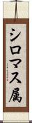 シロマス属 Scroll