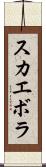 スカエボラ Scroll