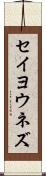 セイヨウネズ Scroll