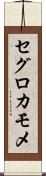 セグロカモメ Scroll