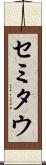 セミタウ Scroll