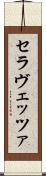 セラヴェッツァ Scroll