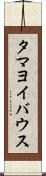 タマヨイバウス Scroll