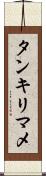 タンキリマメ Scroll
