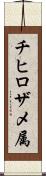 チヒロザメ属 Scroll