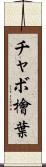 チャボ檜葉 Scroll