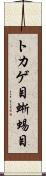 トカゲ目 Scroll