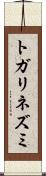 トガリネズミ Scroll