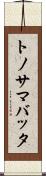 トノサマバッタ Scroll