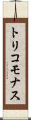 トリコモナス Scroll