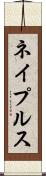 ネイプルス Scroll