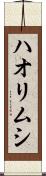 ハオリムシ Scroll