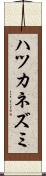 ハツカネズミ Scroll