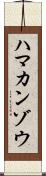 ハマカンゾウ Scroll