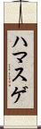 ハマスゲ Scroll