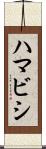 ハマビシ Scroll