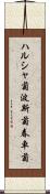 ハルシャ菊 Scroll