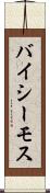 バイシーモス Scroll