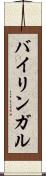 バイリンガル Scroll