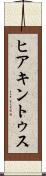 ヒアキントゥス Scroll