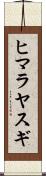 ヒマラヤスギ Scroll