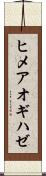 ヒメアオギハゼ Scroll