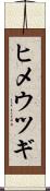 ヒメウツギ Scroll