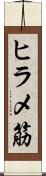ヒラメ筋 Scroll