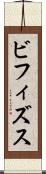 ビフィズス Scroll