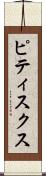 ピティスクス Scroll