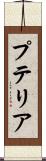 プテリア Scroll