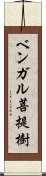 ベンガル菩提樹 Scroll