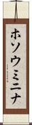ホソウミニナ Scroll