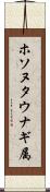 ホソヌタウナギ属 Scroll