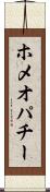 ホメオパチー Scroll