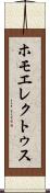 ホモ・エレクトゥス Scroll