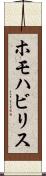 ホモハビリス Scroll