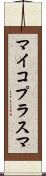 マイコプラスマ Scroll