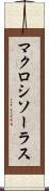 マクロシソーラス Scroll