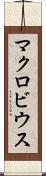 マクロビウス Scroll