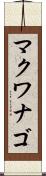 マクワナゴ Scroll