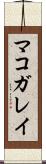 マコガレイ Scroll