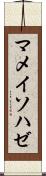 マメイソハゼ Scroll